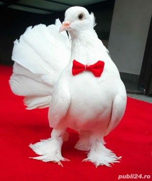 PORUMBEI FRUMOȘI ALBI EVENIMENTE NUNTI  - imagine 2