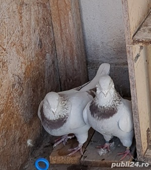 porumbei standard romanesc  - imagine 3