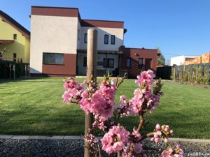 Prestari servicii - imagine 8