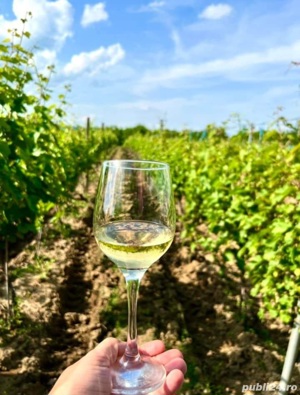 Vin din Vita Nobila - Tamaioasa Romaneasca