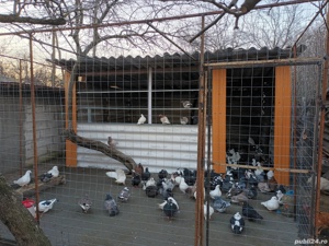 Porumbei voiajori standard 50 lei bucata