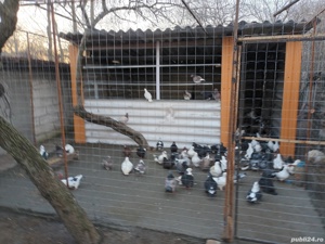 Porumbei voiajori standard 50 lei bucata - imagine 3