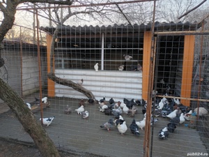 Porumbei voiajori standard 50 lei bucata - imagine 4