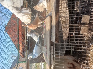 porumbei mai multe rase - imagine 6