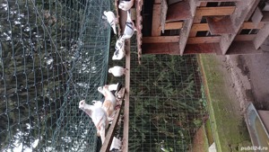 porumbei mai multe rase - imagine 4