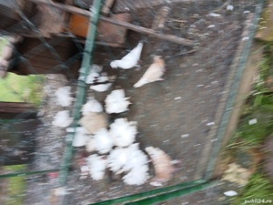 porumbei mai multe rase - imagine 5