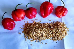 Seminte Ardei Iuti - Habanero 30 seminte - 10lei