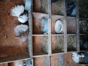 porumbei pawa și de ornament  - imagine 7