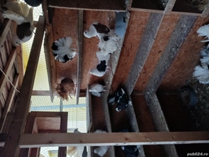 porumbei pawa și de ornament  - imagine 3