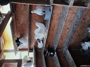 porumbei pawa și de ornament  - imagine 6