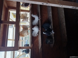 porumbei pawa și de ornament  - imagine 4