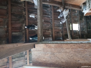 porumbei ornament - imagine 4