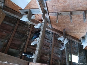 porumbei ornament - imagine 5