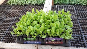 Vand rasad de salata verde si alte rasaduri de legume - imagine 4