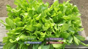 Vand rasad de salata verde si alte rasaduri de legume - imagine 5