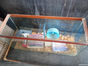 Acvariu ptr pesti - imagine 4