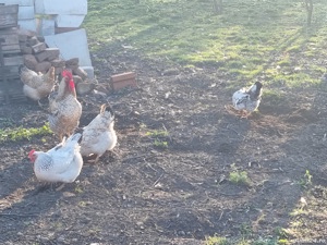 De vânzare ouă de găină de țară - imagine 5