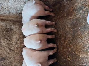 porci si purcei. - imagine 8