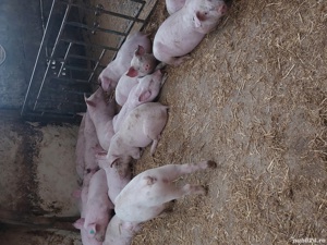 porci si purcei. - imagine 3