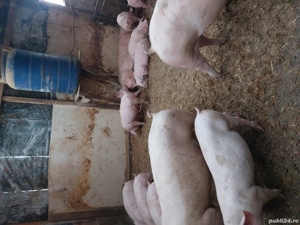 porci si purcei. - imagine 6