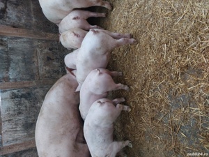 porci si purcei. - imagine 10