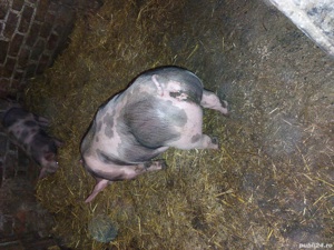 porci si purcei. - imagine 9