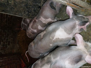 porci si purcei. - imagine 7