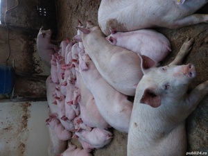 porci si purcei. - imagine 4