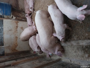 porci si purcei. - imagine 2