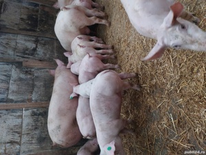 porci si purcei. - imagine 5