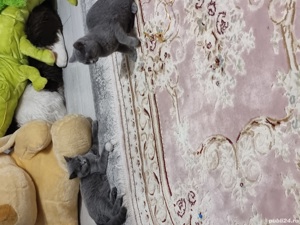 Pisici Bri Shorthair mai multe culori! - imagine 4