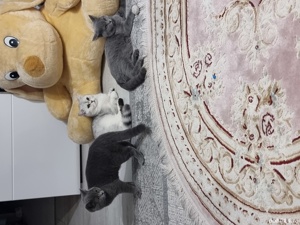 Pisici Bri Shorthair mai multe culori!