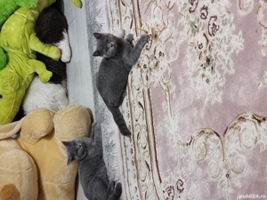 Pisici Bri Shorthair mai multe culori! - imagine 7