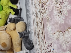 Pisici Bri Shorthair mai multe culori! - imagine 6