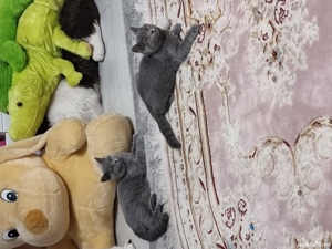 Pisici Bri Shorthair mai multe culori! - imagine 8