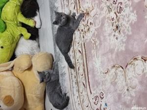 Pisici Bri Shorthair mai multe culori! - imagine 2