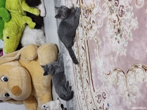 Pisici Bri Shorthair mai multe culori! - imagine 9