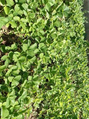 Stoloni răsad căpșuni soi Albion Clery și Premial și drajoni zmeură și mure