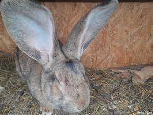 iepuri uriașul german  - imagine 2