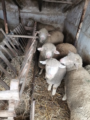 Vând oi reforma, miei și iezi pentru Paste  - imagine 3