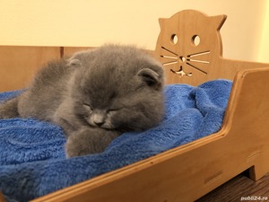 Pătuț pentru pisică - imagine 2