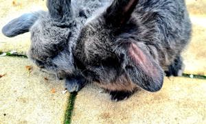 Donam iepuri pitici lop - imagine 3