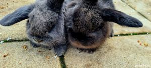 Donam iepuri pitici lop - imagine 2