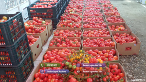 Rasad de rosii | Rasaduri tomate vinete ardei si alte rasaduri legume - imagine 7