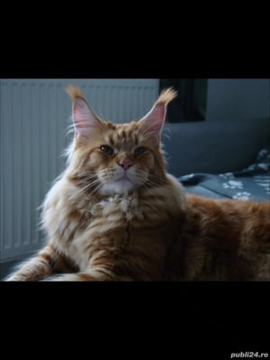 Mascul rasa Maine Coon - imagine 4