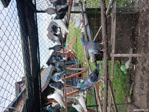 schimb porumbei  - imagine 7