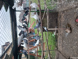 schimb porumbei  - imagine 8