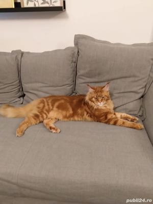 Mascul rasa Maine Coon - imagine 6