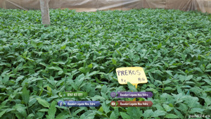 Rasaduri | Rasad rosii romanesti si hibrizi ardei vinete castraveti - imagine 2