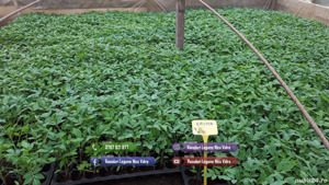 Rasaduri | Rasad rosii romanesti si hibrizi ardei vinete castraveti - imagine 3